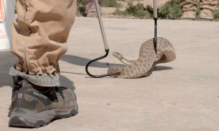 Rattlesnake Program Keeps Visitors And Snakes Safe