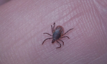 Will You Be the Next Blood Meal for a Tick?