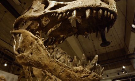 Scotty The T.rex – The Full Story