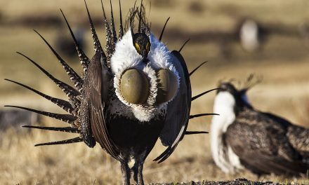 Saving The Greater Sage Grouse